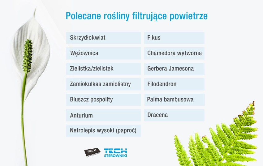 Polecane rośliny filtrujące powietrze